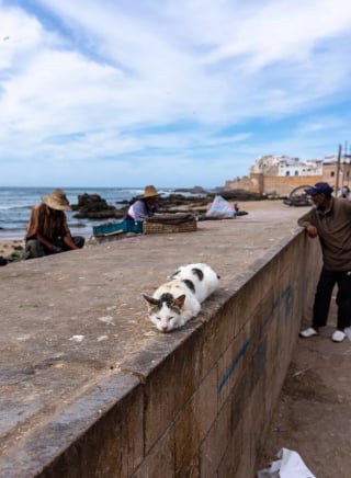Illustration de l'article : 20 photos de chats errants, prises au Maroc, à peine quelques heures avant le terrible tremblement de terre du 8 septembre 2023