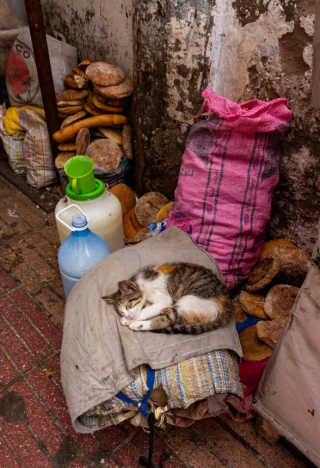 Illustration de l'article : 20 photos de chats errants, prises au Maroc, à peine quelques heures avant le terrible tremblement de terre du 8 septembre 2023