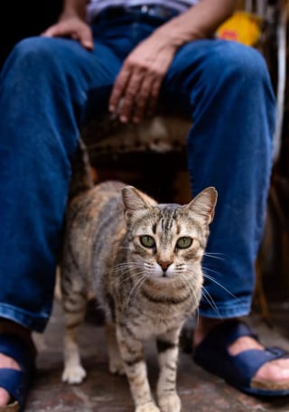 Illustration de l'article : 20 photos de chats errants, prises au Maroc, à peine quelques heures avant le terrible tremblement de terre du 8 septembre 2023