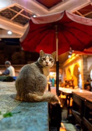 Illustration de l'article : 20 photos de chats errants, prises au Maroc, à peine quelques heures avant le terrible tremblement de terre du 8 septembre 2023