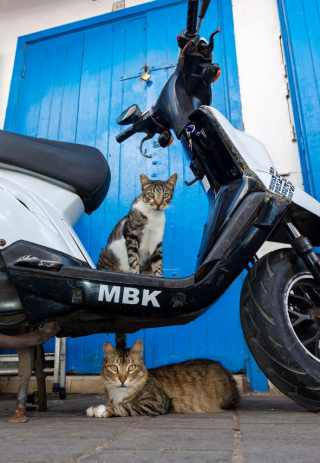 Illustration de l'article : 20 photos de chats errants, prises au Maroc, à peine quelques heures avant le terrible tremblement de terre du 8 septembre 2023