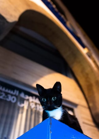 Illustration de l'article : 20 photos de chats errants, prises au Maroc, à peine quelques heures avant le terrible tremblement de terre du 8 septembre 2023