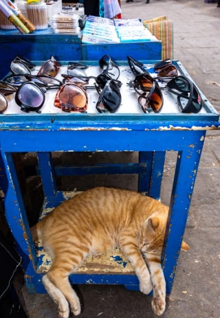 Illustration de l'article : 20 photos de chats errants, prises au Maroc, à peine quelques heures avant le terrible tremblement de terre du 8 septembre 2023
