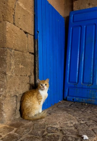 Illustration de l'article : 20 photos de chats errants, prises au Maroc, à peine quelques heures avant le terrible tremblement de terre du 8 septembre 2023
