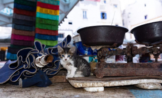 Illustration de l'article : 20 photos de chats errants, prises au Maroc, à peine quelques heures avant le terrible tremblement de terre du 8 septembre 2023