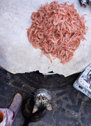 Illustration de l'article : 20 photos de chats errants, prises au Maroc, à peine quelques heures avant le terrible tremblement de terre du 8 septembre 2023
