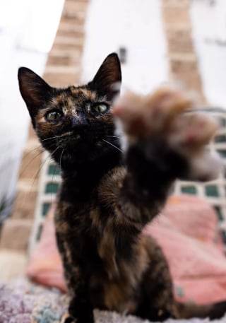 Illustration de l'article : 20 photos de chats errants, prises au Maroc, à peine quelques heures avant le terrible tremblement de terre du 8 septembre 2023