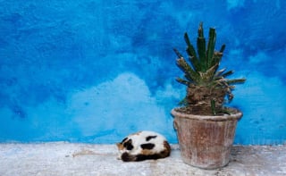 Illustration de l'article : 20 photos de chats errants, prises au Maroc, à peine quelques heures avant le terrible tremblement de terre du 8 septembre 2023