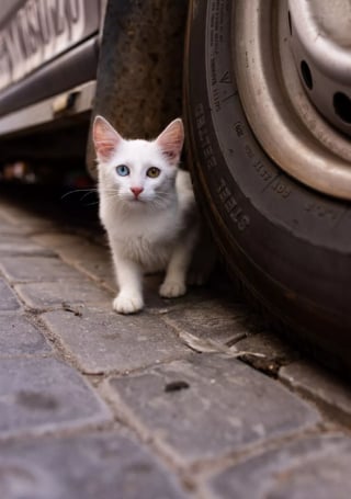 Illustration de l'article : 20 photos de chats errants, prises au Maroc, à peine quelques heures avant le terrible tremblement de terre du 8 septembre 2023