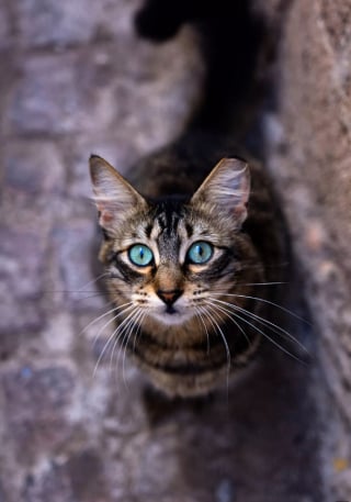 Illustration de l'article : 20 photos de chats errants, prises au Maroc, à peine quelques heures avant le terrible tremblement de terre du 8 septembre 2023