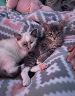 Illustration de l'article : Voici 20 photos attendrissantes de chats et de chiens, venant tout juste d’être adoptés
