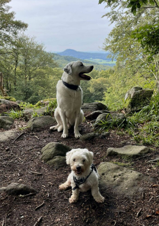 Illustration de l'article : Voici 20 photos attendrissantes de chats et de chiens, venant tout juste d’être adoptés