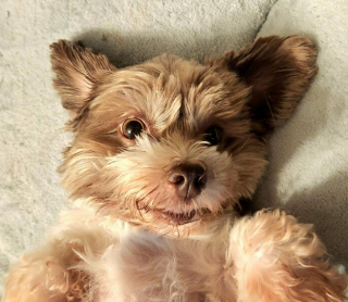 Illustration de l'article : Voici 20 photos attendrissantes de chats et de chiens, venant tout juste d’être adoptés