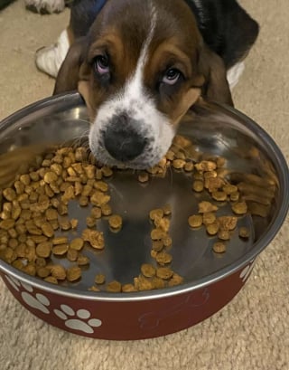 Illustration de l'article : Voici 20 photos attendrissantes de chats et de chiens, venant tout juste d’être adoptés