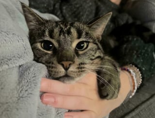 Illustration de l'article : Voici 20 photos attendrissantes de chats et de chiens, venant tout juste d’être adoptés
