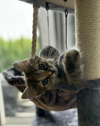 Illustration de l'article : Voici 20 photos attendrissantes de chats et de chiens, venant tout juste d’être adoptés