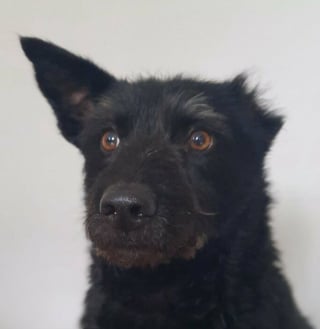 Illustration de l'article : Voici 20 photos attendrissantes de chats et de chiens, venant tout juste d’être adoptés