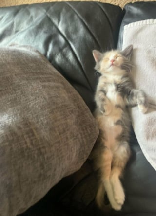 Illustration de l'article : Voici 20 photos attendrissantes de chats et de chiens, venant tout juste d’être adoptés