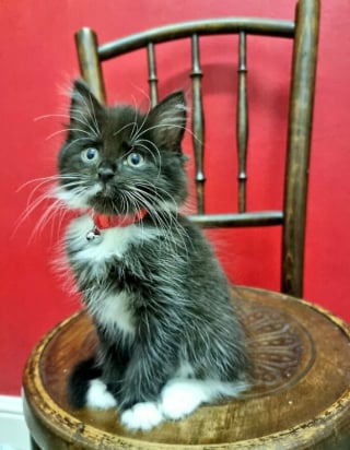 Illustration de l'article : Voici 20 photos attendrissantes de chats et de chiens, venant tout juste d’être adoptés