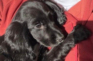 Illustration de l'article : Une jeune chienne à 6 pattes découverte dans la rue intrigue les vétérinaires