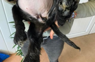 Illustration de l'article : Une jeune chienne à 6 pattes découverte dans la rue intrigue les vétérinaires