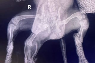 Illustration de l'article : Une jeune chienne à 6 pattes découverte dans la rue intrigue les vétérinaires