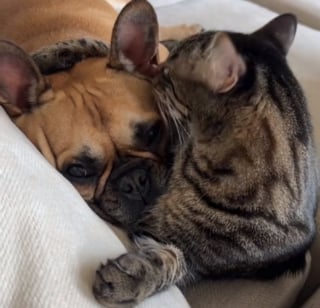 Illustration de l'article : 2 colocataires adoptent séparément un chat et un chien en espérant qu'ils se tolèrent (vidéo)