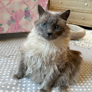 Illustration de l'article : Une chatte séniore enchaîne les déceptions avant d’avoir enfin droit à sa belle histoire (vidéo)