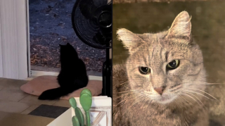 Illustration de l'article : L'acte de générosité quotidien d'un chat et sa famille envers un félin errant émeut les internautes (vidéo)