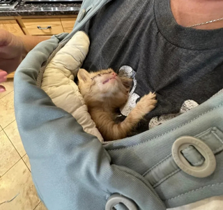 Illustration de l'article : Un chat et sa famille redonnent de l'espoir à un chaton aveugle en quête de bonheur