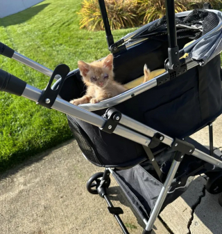 Illustration de l'article : Un chat et sa famille redonnent de l'espoir à un chaton aveugle en quête de bonheur