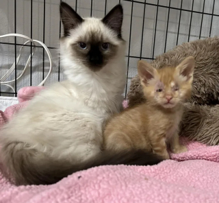Illustration de l'article : Un chat et sa famille redonnent de l'espoir à un chaton aveugle en quête de bonheur