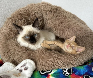 Illustration de l'article : Un chat et sa famille redonnent de l'espoir à un chaton aveugle en quête de bonheur