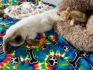 Illustration de l'article : Un chat et sa famille redonnent de l'espoir à un chaton aveugle en quête de bonheur