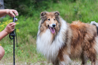 Illustration de l'article : Casting pour animaux : pourquoi et comment participer avec votre fidèle compagnon ?