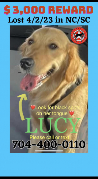 Illustration de l'article : Une chienne disparaît lors d'un feu d'artifice et ne donne plus signe de vie pendant 5 mois (vidéo)