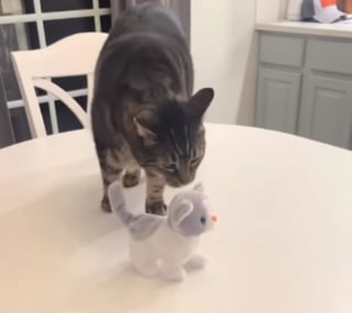 Illustration de l'article : "Je n'ai pas demandé à être père" : l'amusante réaction d'un chat face à un faux congénère un peu trop collant (vidéo)