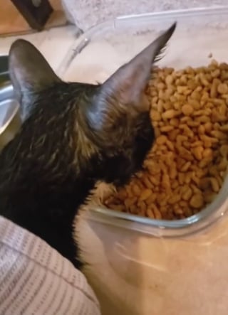 Illustration de l'article : Un pauvre chaton se retrouve avec la tête complètement coincée dans une chaise (vidéo)