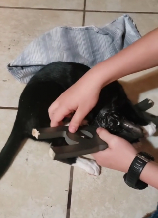 Illustration de l'article : Un pauvre chaton se retrouve avec la tête complètement coincée dans une chaise (vidéo)