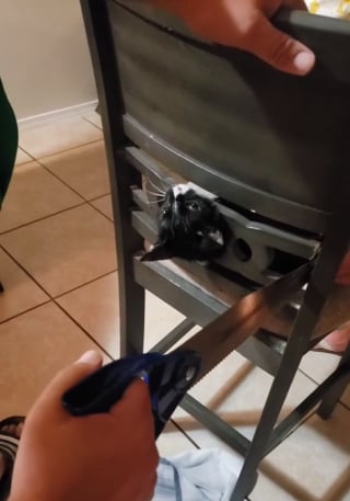 Illustration de l'article : Un pauvre chaton se retrouve avec la tête complètement coincée dans une chaise (vidéo)