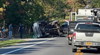 Illustration de l'article : Un chien survit à un accident de la route et disparaît dans la nature pendant des heures