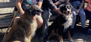 Illustration de l'article : Un chien survit à un accident de la route et disparaît dans la nature pendant des heures