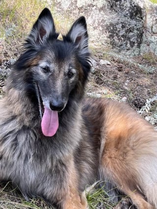 Illustration de l'article : Un chien survit à un accident de la route et disparaît dans la nature pendant des heures