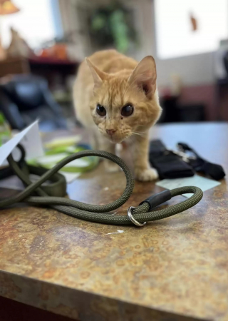 Illustration de l'article : Elle vient au refuge pour adopter un chaton, mais tombe aussi sous le charme d'un chat "grincheux"