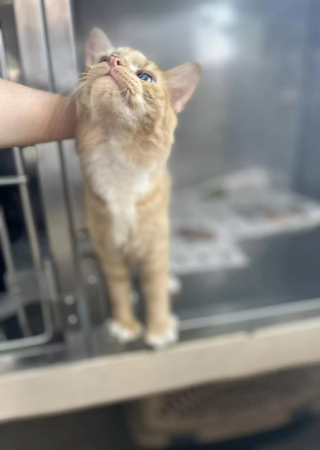 Illustration de l'article : Elle vient au refuge pour adopter un chaton, mais tombe aussi sous le charme d'un chat "grincheux"