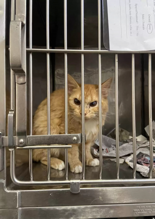 Illustration de l'article : Elle vient au refuge pour adopter un chaton, mais tombe aussi sous le charme d'un chat "grincheux"