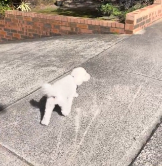 Illustration de l'article : L’émotion d’un chien en retrouvant sa propriétaire qui a passé un an à l’étranger (vidéo)