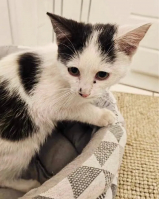 Illustration de l'article : Un chaton errant affamé s'invite sur un balcon dans l'espoir qu'on lui offre l'hospitalité