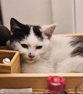Illustration de l'article : Un chaton errant affamé s'invite sur un balcon dans l'espoir qu'on lui offre l'hospitalité