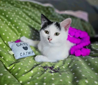 Illustration de l'article : Un chaton errant affamé s'invite sur un balcon dans l'espoir qu'on lui offre l'hospitalité